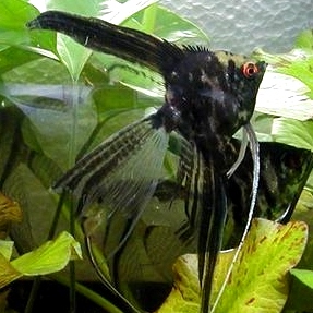 Angelfish - Black Marble Super Veil Lace - Medium